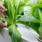 Build Your Own Ebb and Flow Hydroponic System